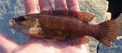 Tautogolabrus adspersus