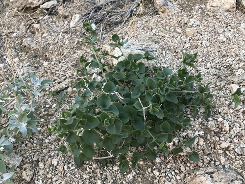 iNaturalist observation photo of Wishbone Bush