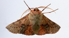 Oenochroma barcodificata