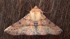 Oenochroma barcodificata