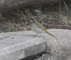 Gavicalis fasciogularis