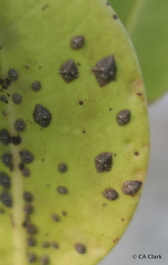 Austrominius covertus