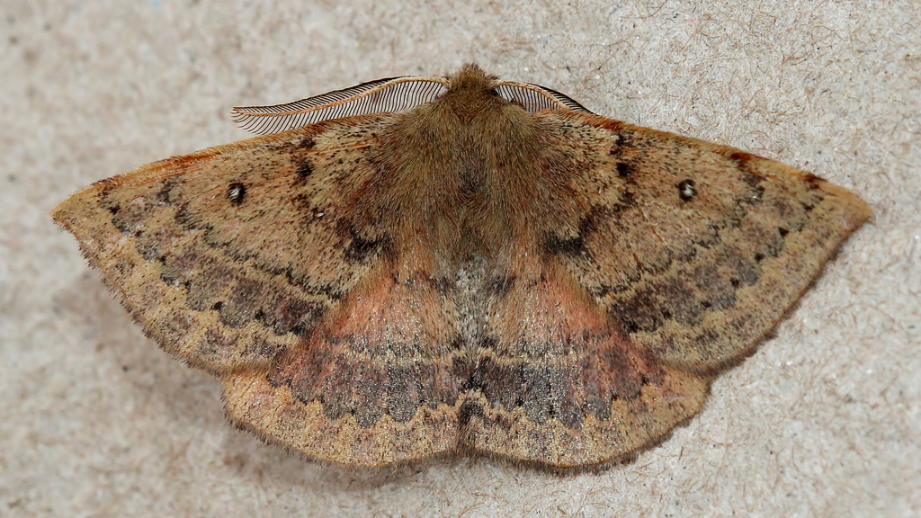 Replete Anthelid