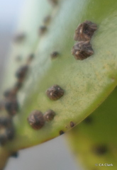 Austrominius covertus