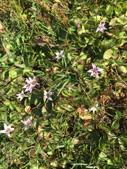 Lobelia oligophylla