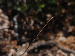 Brachypodium salzmannii (Brachypodium salzmannii)