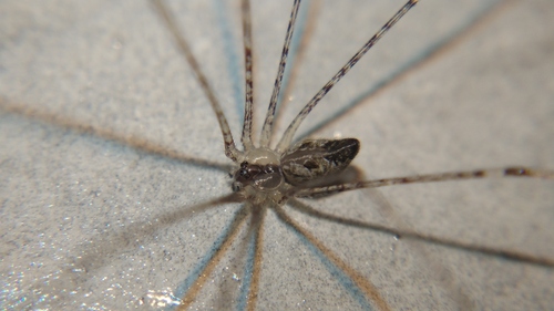 Photo of Tailed Cellar Spider (Crossopriza lyoni)