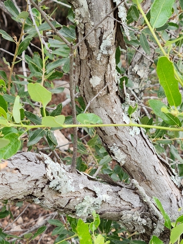 Image of Quercus vaseyana by (c) Jo Roberts, some rights reserved (CC BY)
