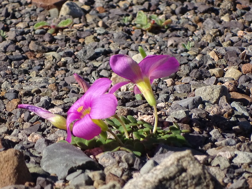 Oxalis fergusoniae (Oxalis fergusoniae)