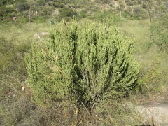Mortonia scabrella