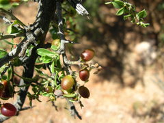 Condalia correllii