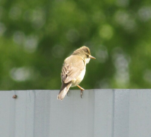 Carricero políglota (Acrocephalus palustris)