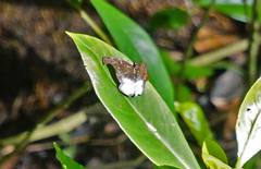 Pythonides proxenus