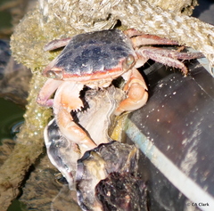 Metopograpsus latifrons