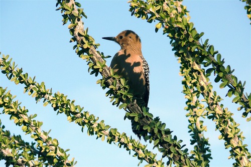 Gila Woodpecker