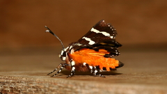 Hecatesia fenestrata