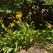 Senecio hieracium - Photo (c) Andrea Gantzer, some rights reserved (CC BY-NC), uploaded by Andrea Gantzer