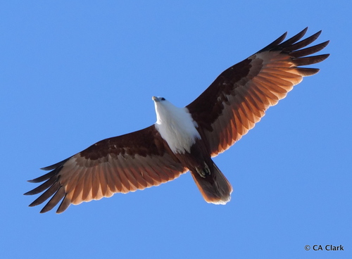 Brahminy Kite