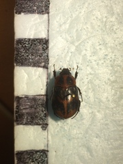 Cyclocephala conspicua