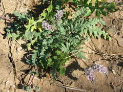 Phacelia arizonica