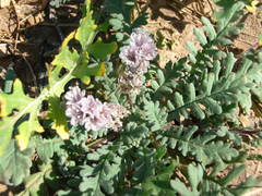 Phacelia arizonica