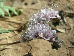 Phacelia arizonica