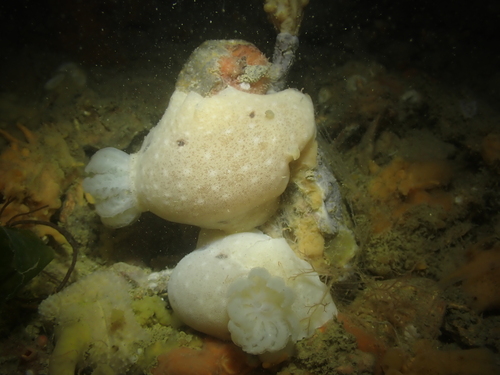 Velvet Dorid