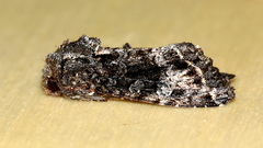 Neumichtis