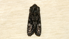 Neumichtis