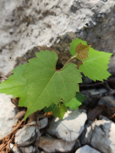 Image of Vitis monticola by (c) Jo Roberts, some rights reserved (CC BY)