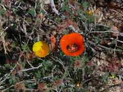 Calochortus kennedyi kennedyi