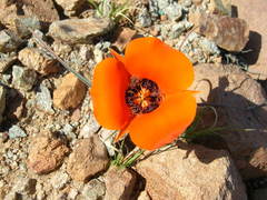 Calochortus kennedyi kennedyi