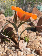 Calochortus kennedyi kennedyi