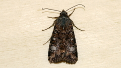 Heliothis punctifera