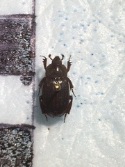 Anaides simplicicollis