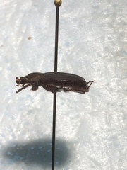Anaides simplicicollis