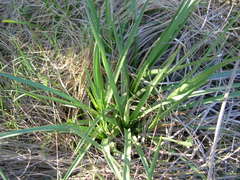 Eryngium sparganophyllum