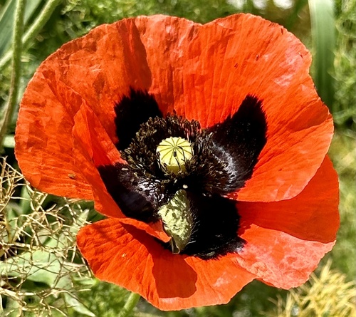 Ladybird Poppy (Papaver commutatum)
