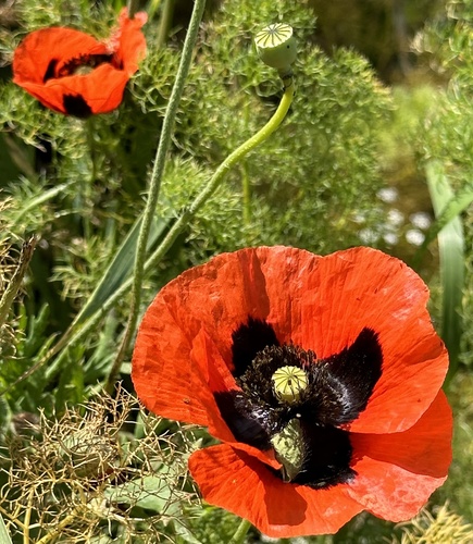 Papaver commutatum, photograph 1