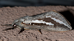 Abantiades mcquillani