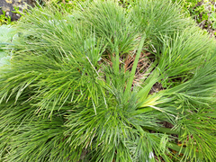 Aciphylla dieffenbachii