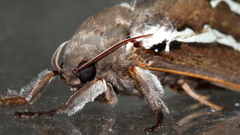 Abantiades latipennis