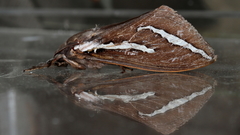 Abantiades latipennis