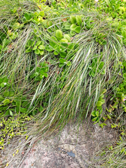 Festuca coxii