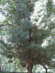 Pinus maximartinezii