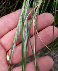 Festuca coxii