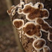 Peniophora albobadia - Photo (c) Patrick Harvey (pg_harvey), μερικά δικαιώματα διατηρούνται (CC BY-SA)