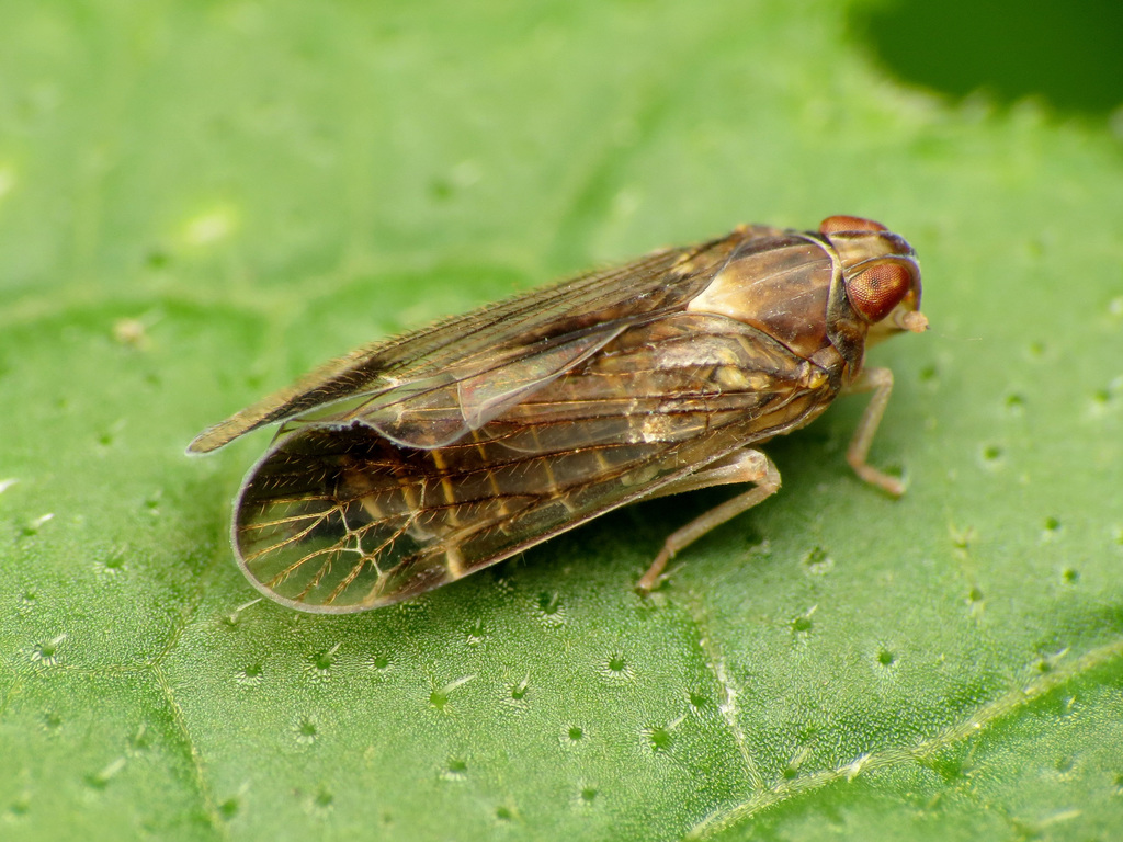 Haplaxius