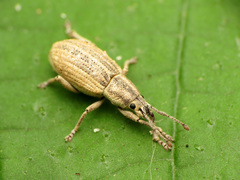 Aphrastus taeniatus