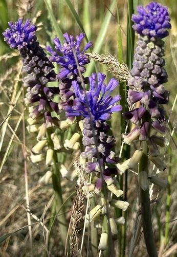 Muscari tenuiflorum, photograph 2
